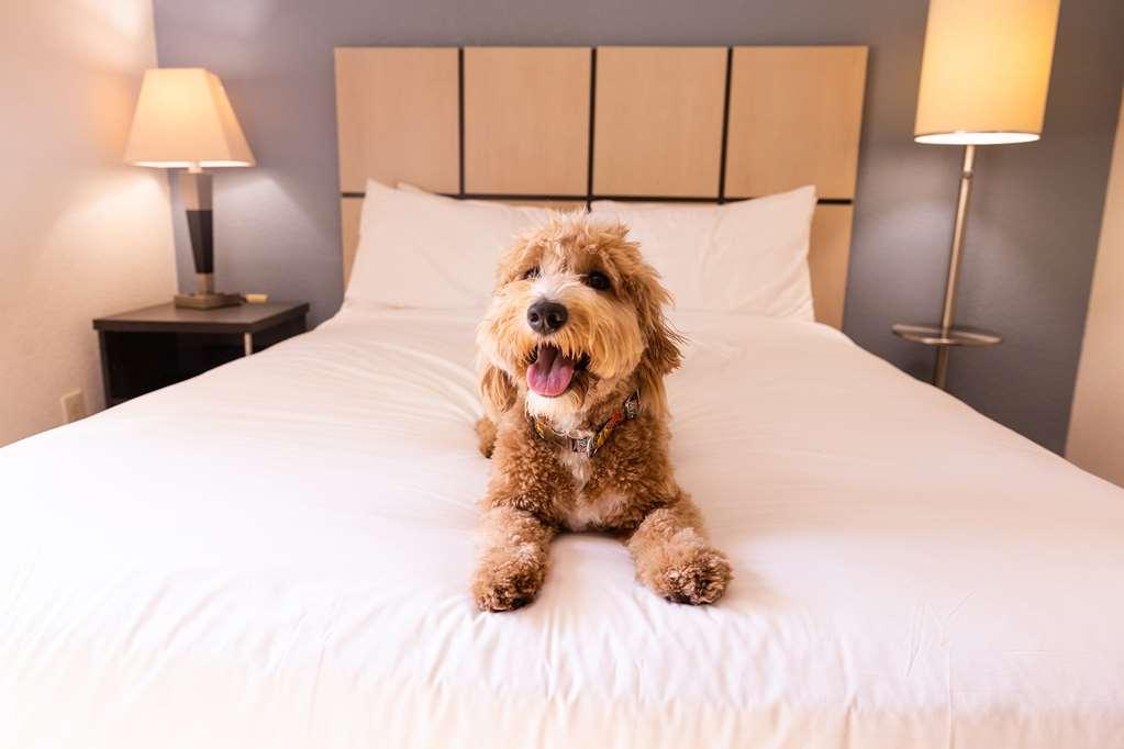 Sonesta Simply Suites Austin The Domain Area Cameră foto